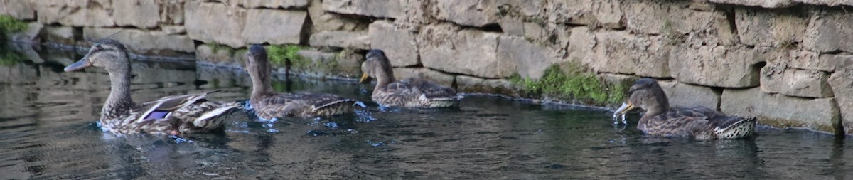 Mallard - Betty Thomas