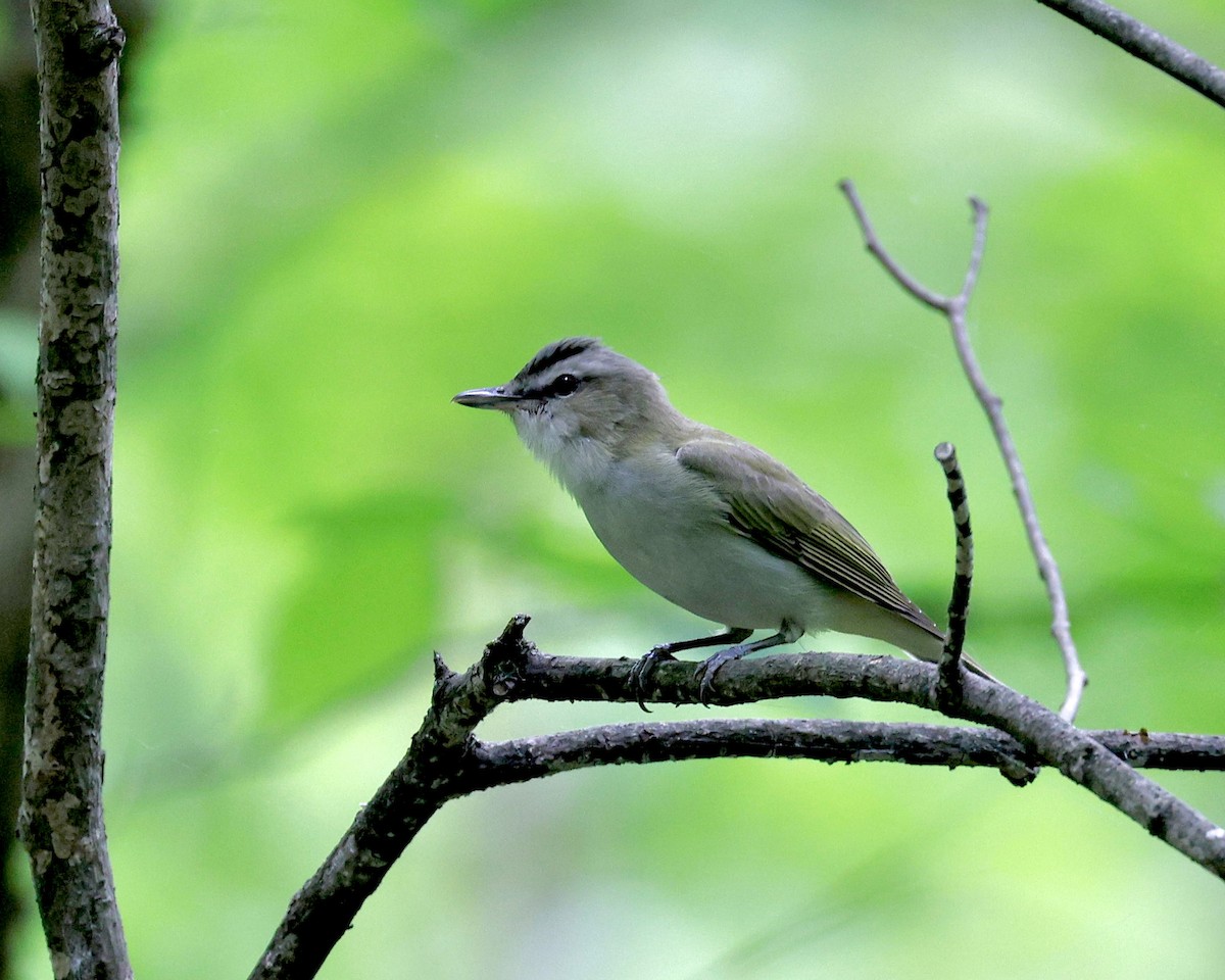 Red-eyed Vireo - ML619549073