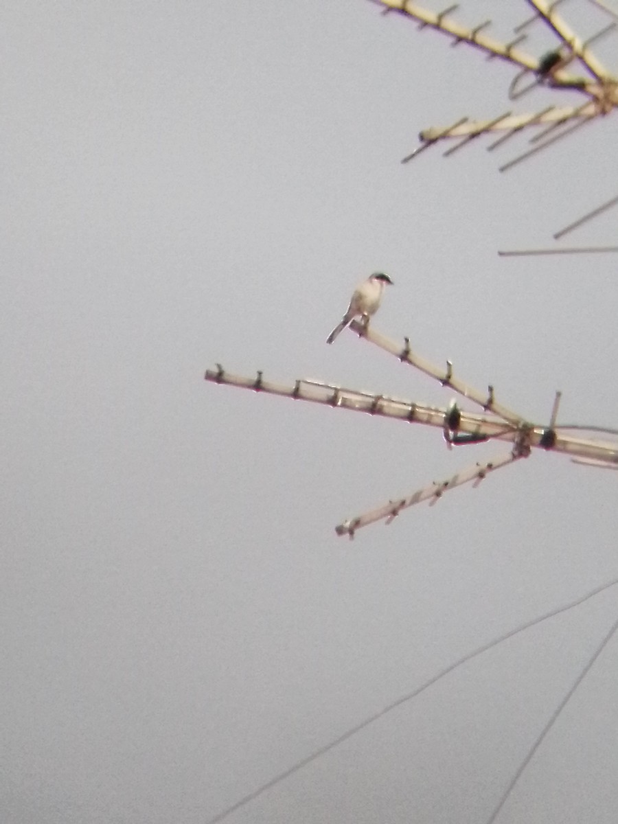 Loggerhead Shrike - Johann Hernández