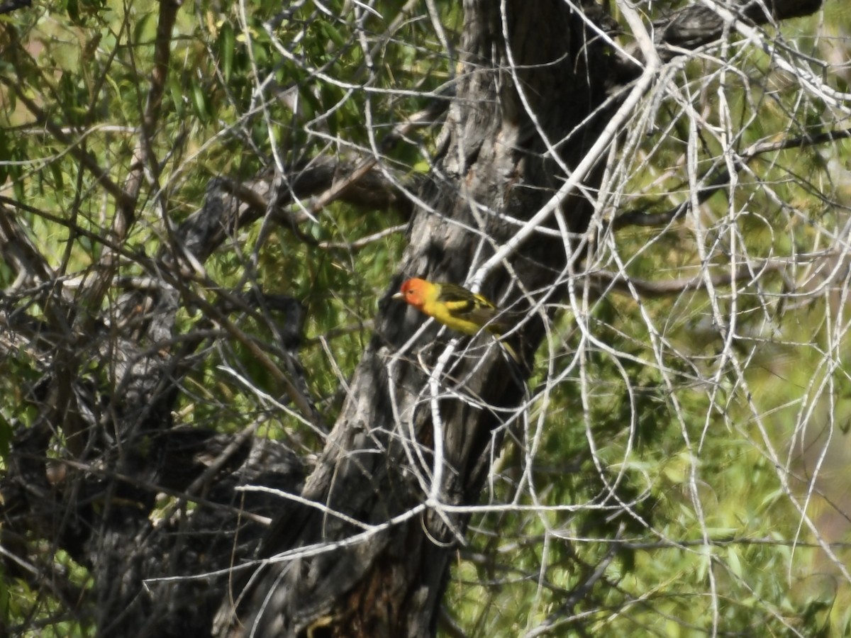 Western Tanager - Kent Kleman