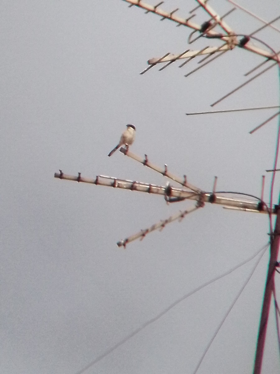 Loggerhead Shrike - Johann Hernández