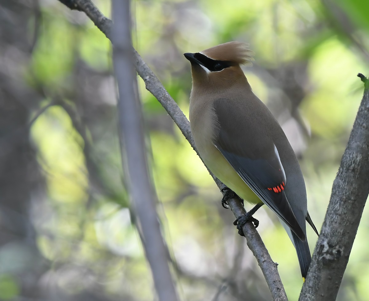 Cedar Waxwing - Daniel Thibault