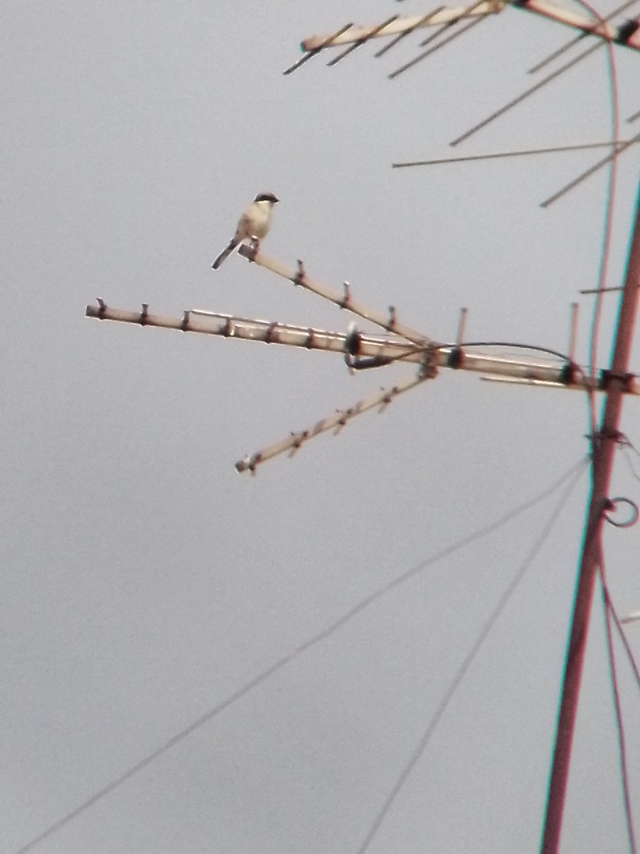 Loggerhead Shrike - Johann Hernández