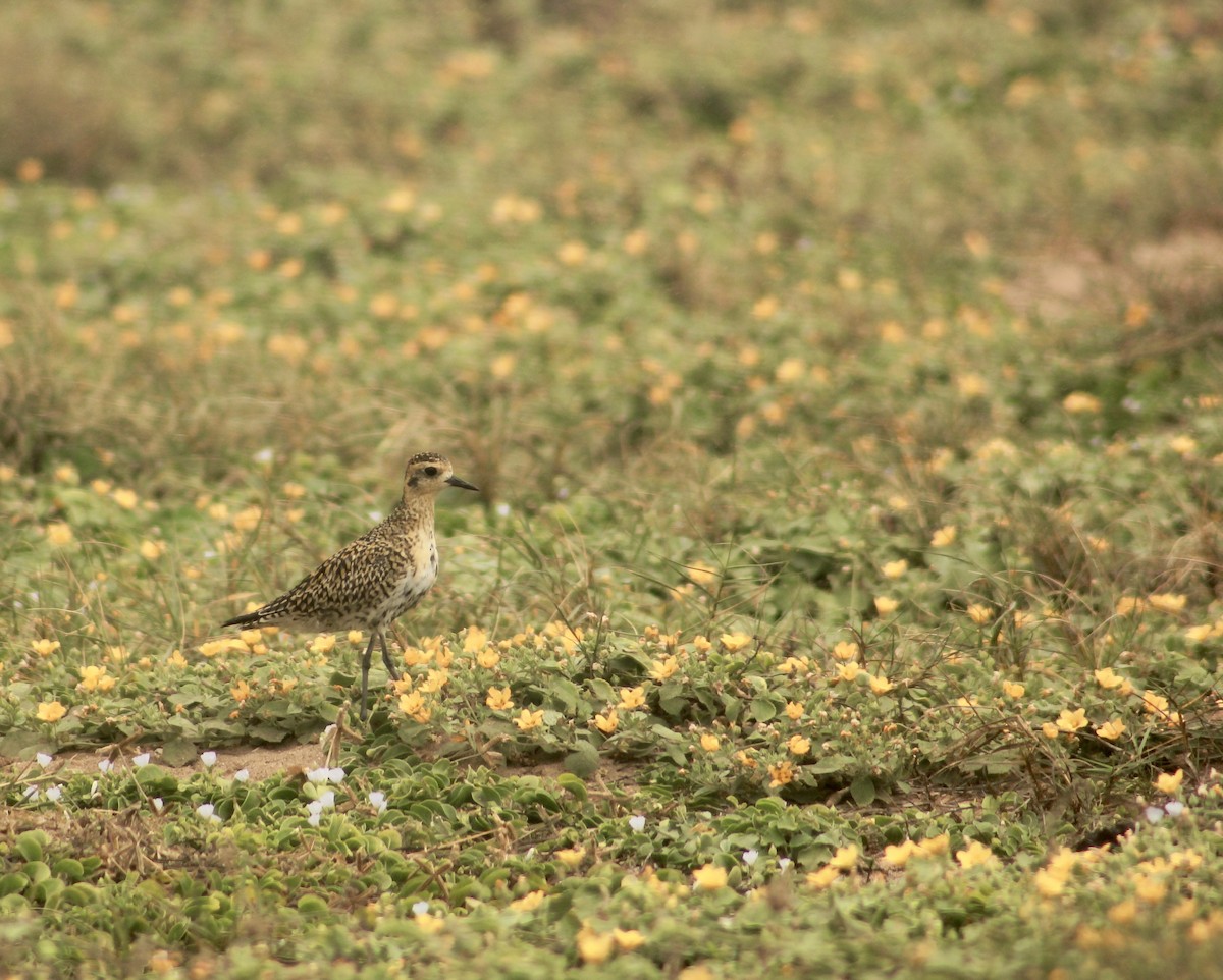 Pacific Golden-Plover - Sam Odell