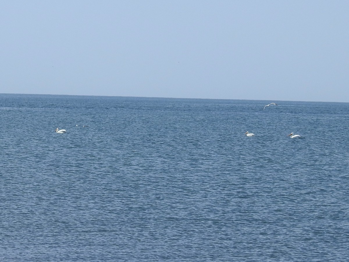 American White Pelican - Beverley Scott