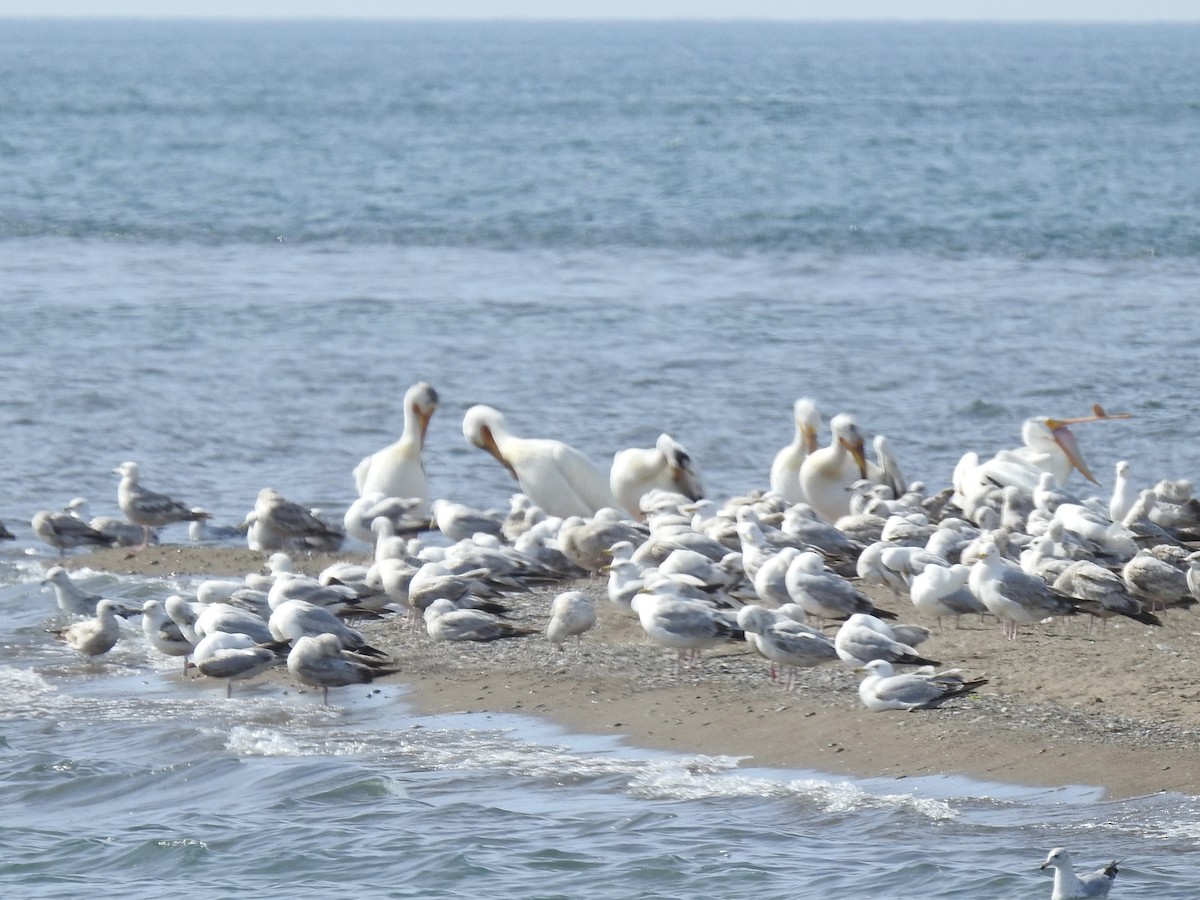 American White Pelican - ML619549082