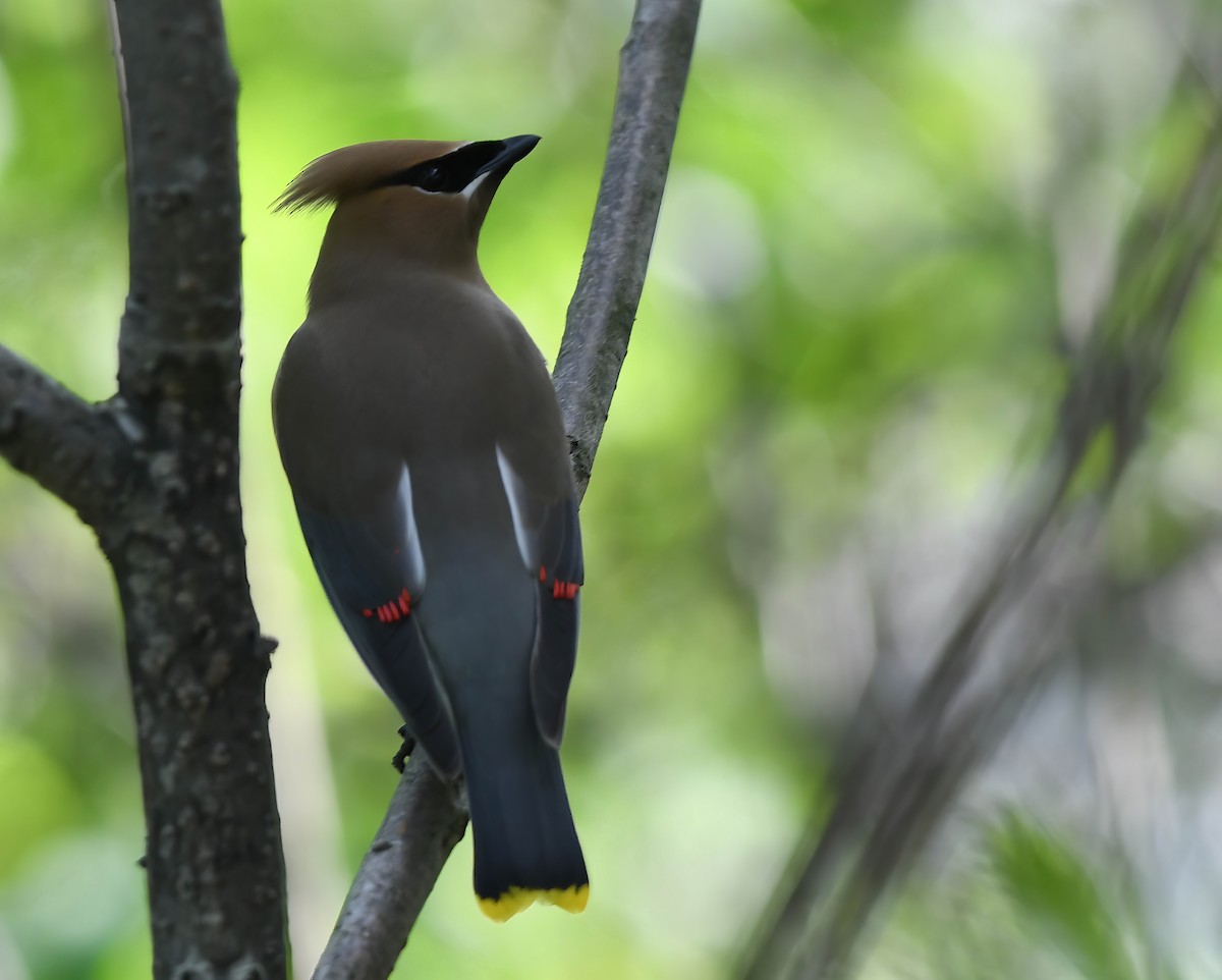 Cedar Waxwing - Daniel Thibault