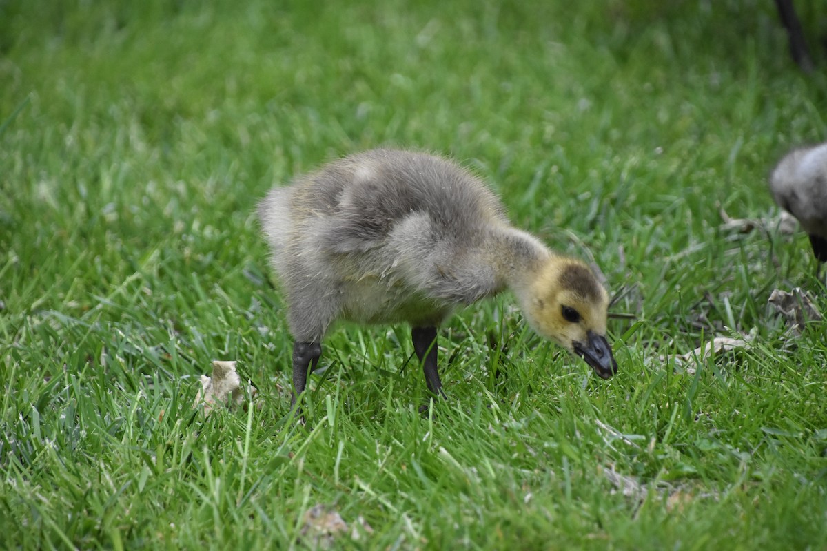 Canada Goose - ML619549086