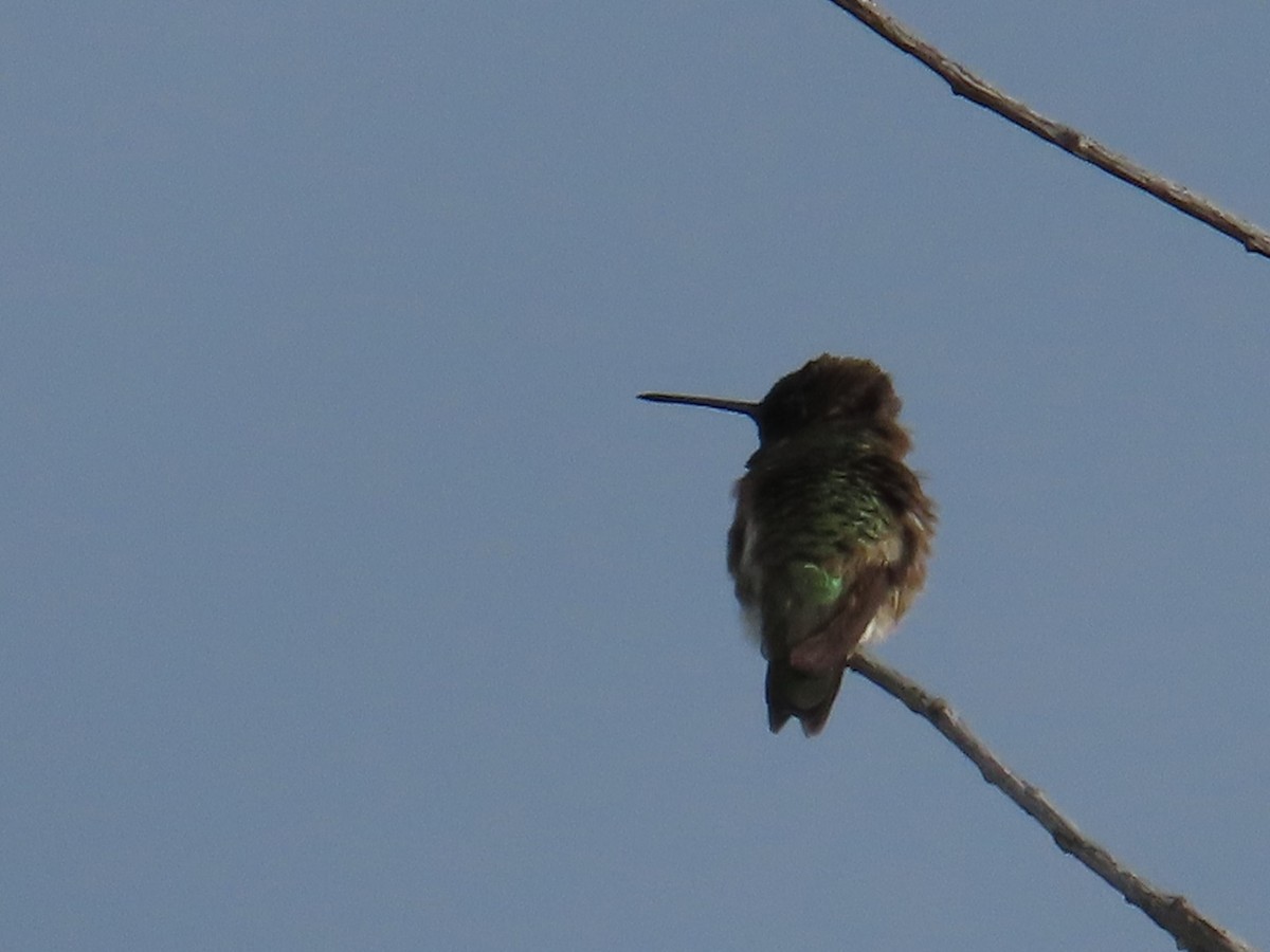 Black-chinned Hummingbird - Edward Raynor