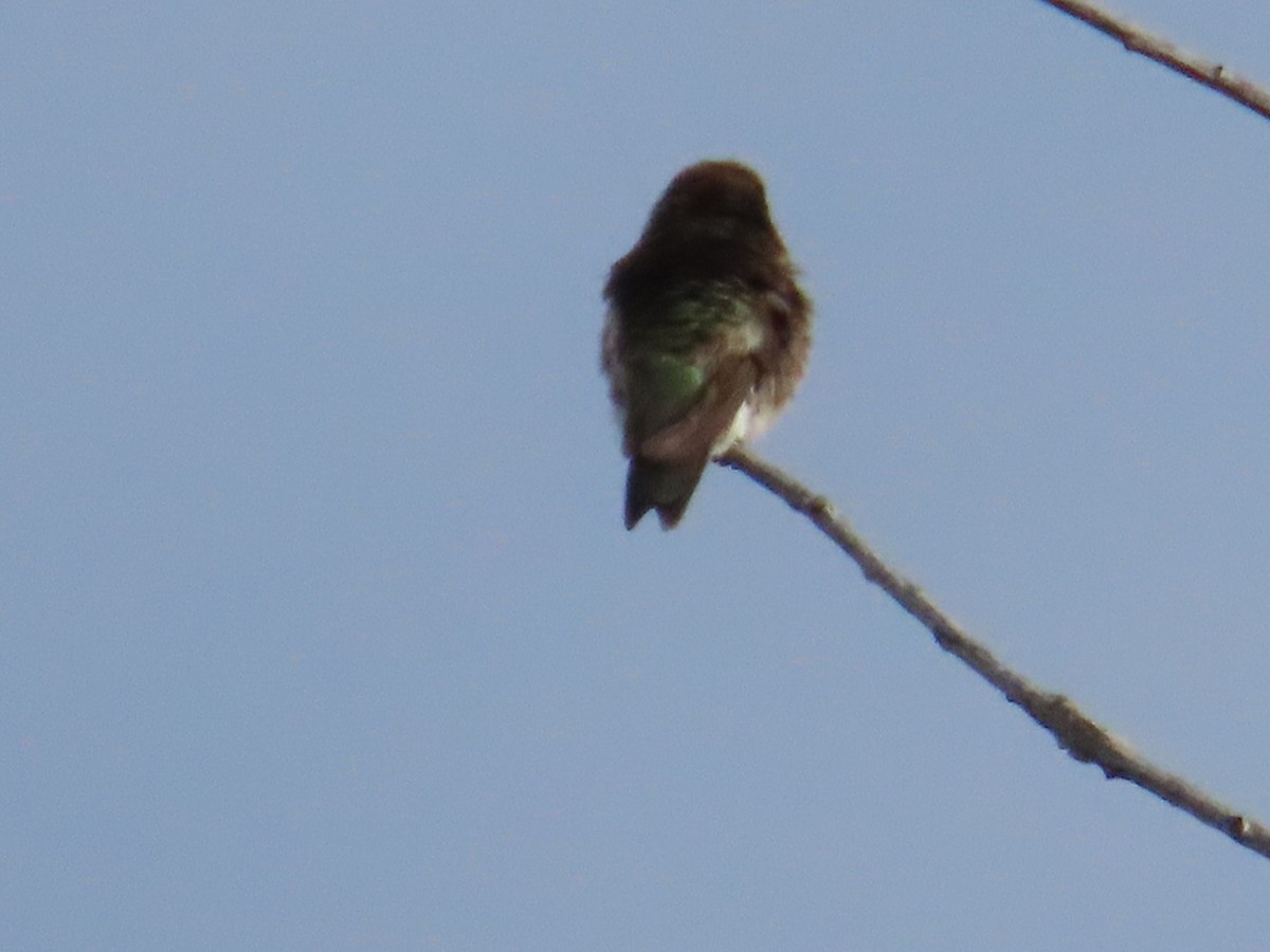 Black-chinned Hummingbird - Edward Raynor