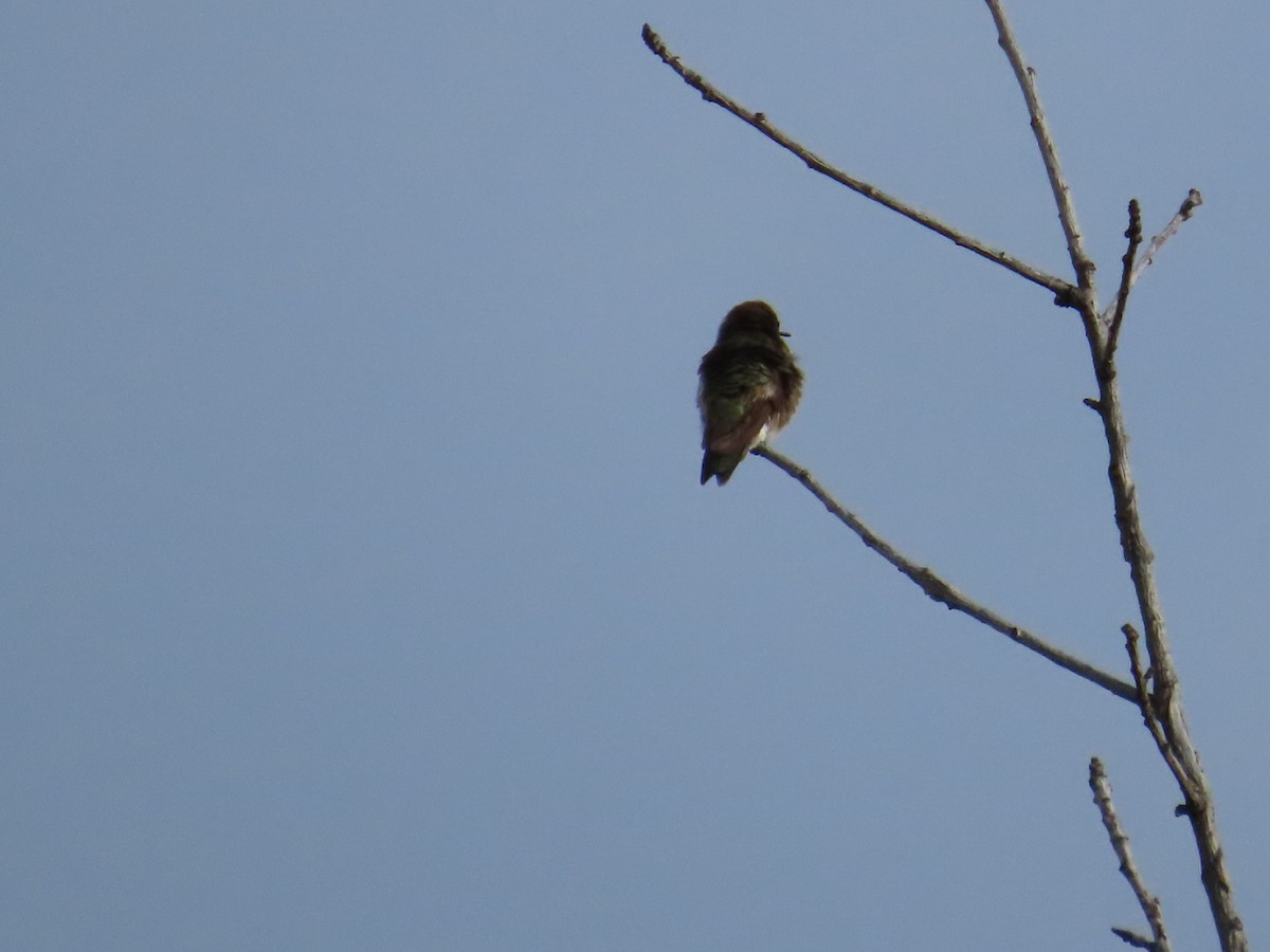 Black-chinned Hummingbird - Edward Raynor