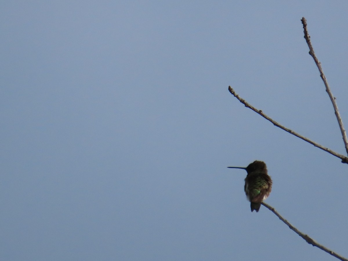 Black-chinned Hummingbird - Edward Raynor