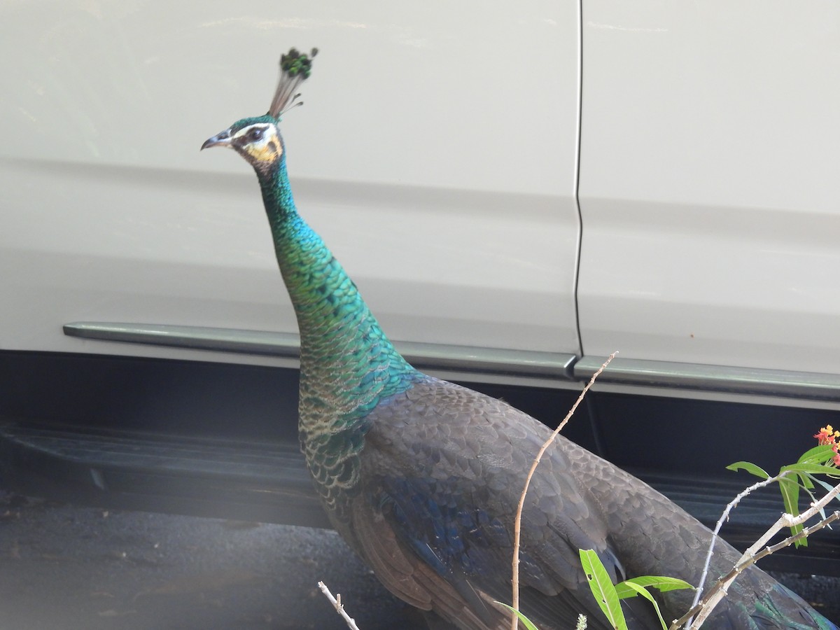 Indian Peafowl - Ryan Egan