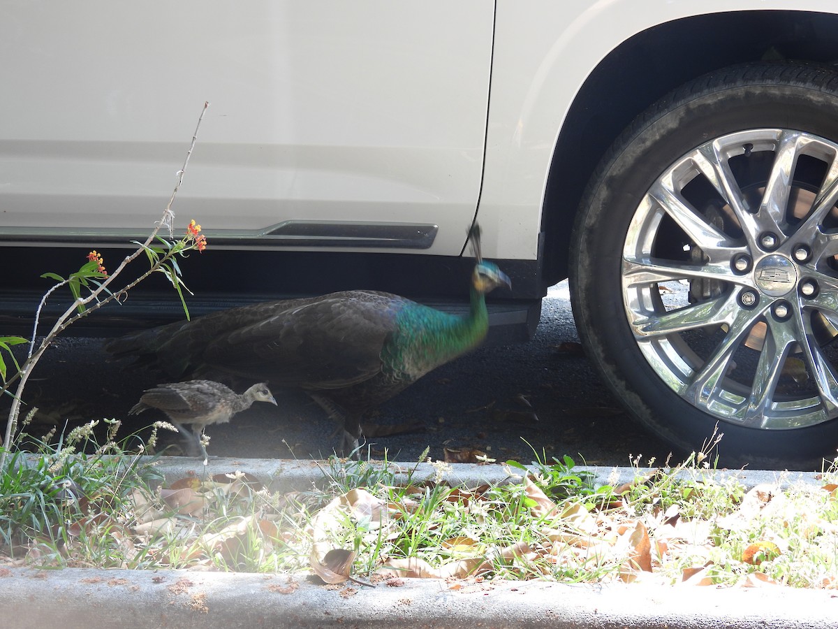 Indian Peafowl - Ryan Egan