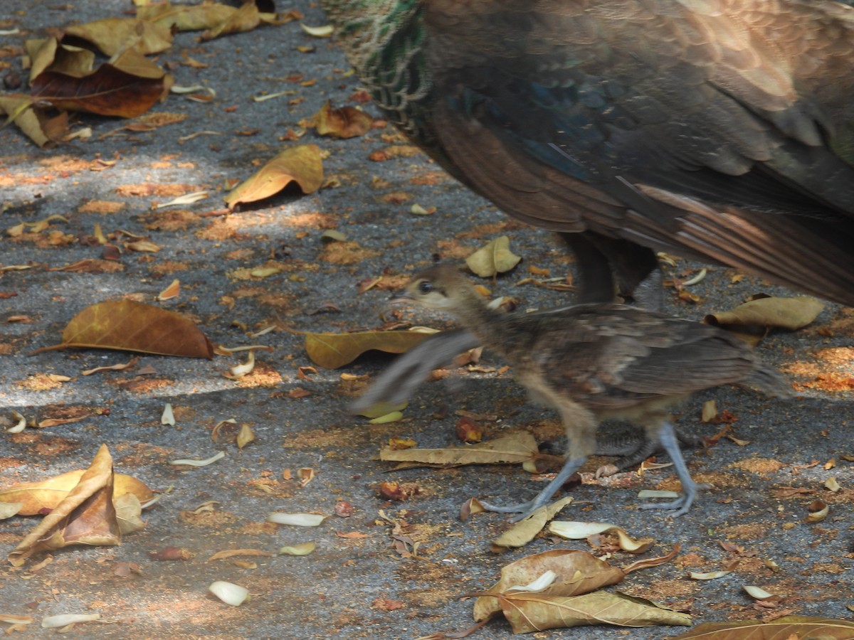 Indian Peafowl - ML619549102