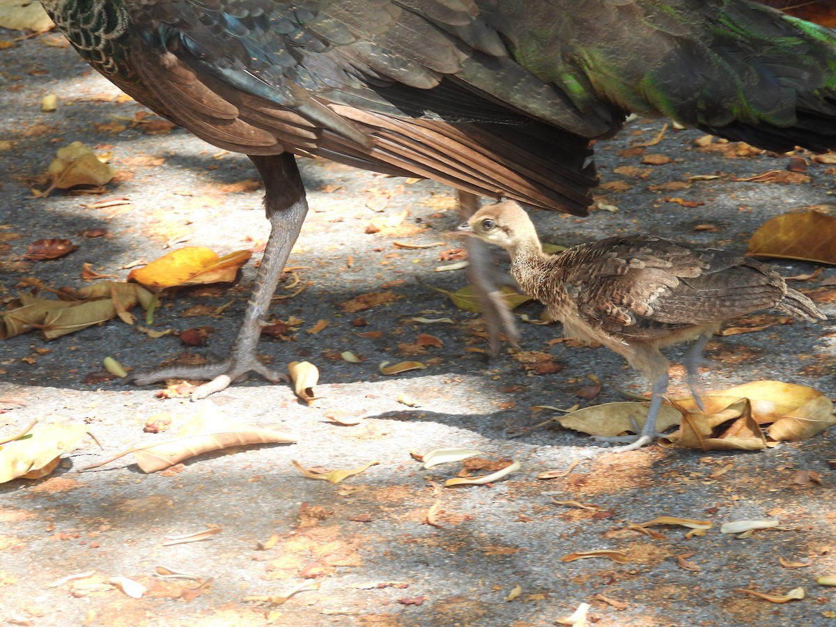 Indian Peafowl - ML619549103