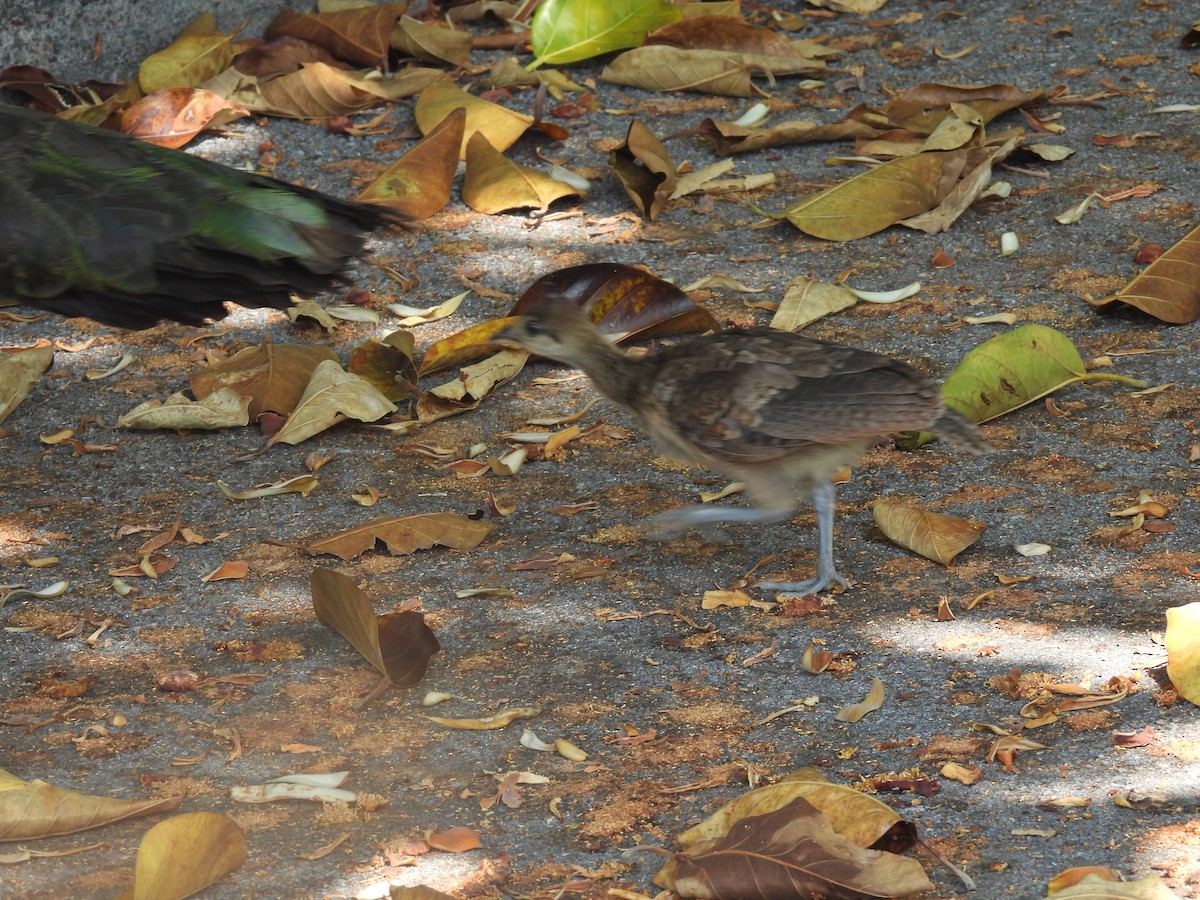 Indian Peafowl - ML619549106