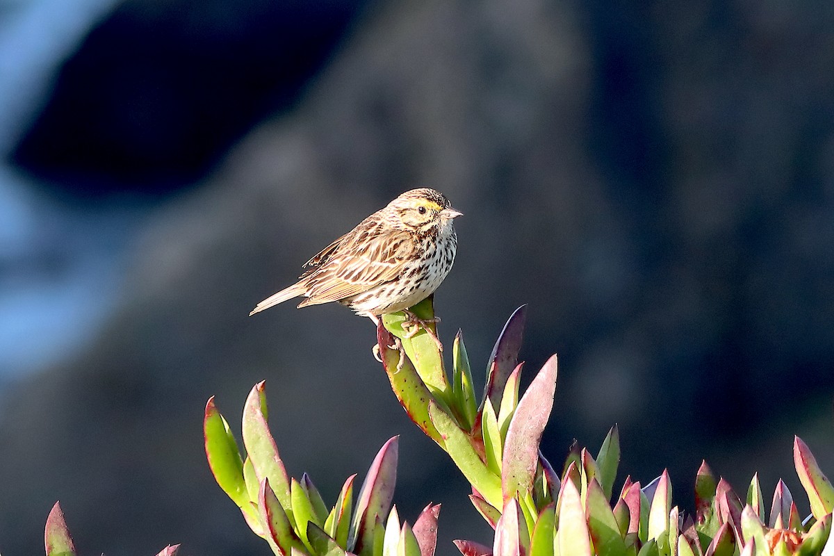 Savannah Sparrow - Rebecca Lawton