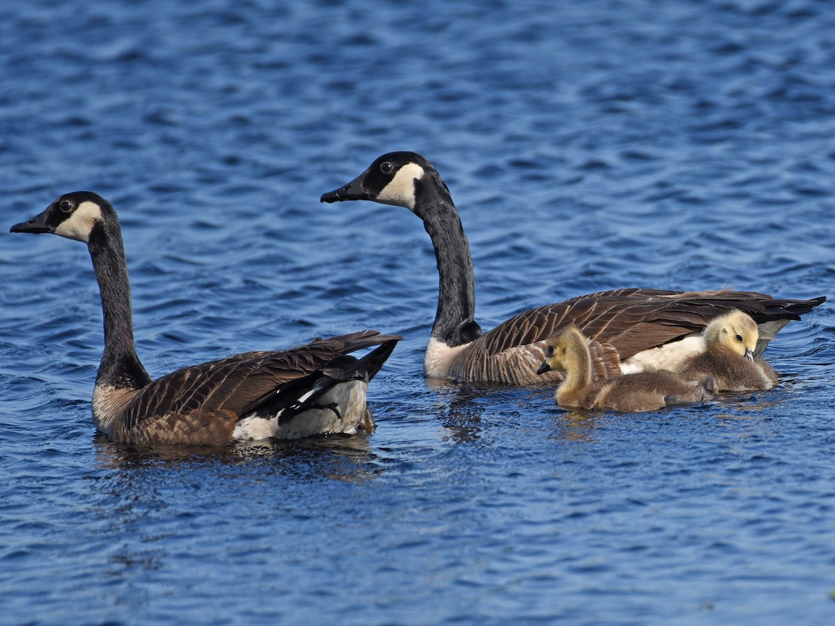 Canada Goose - Timothy Barry