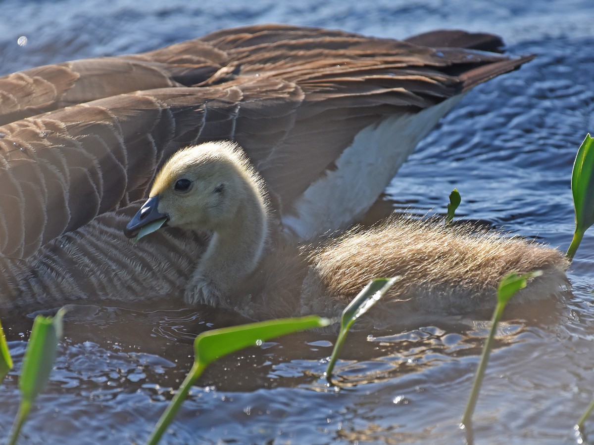 Canada Goose - Timothy Barry