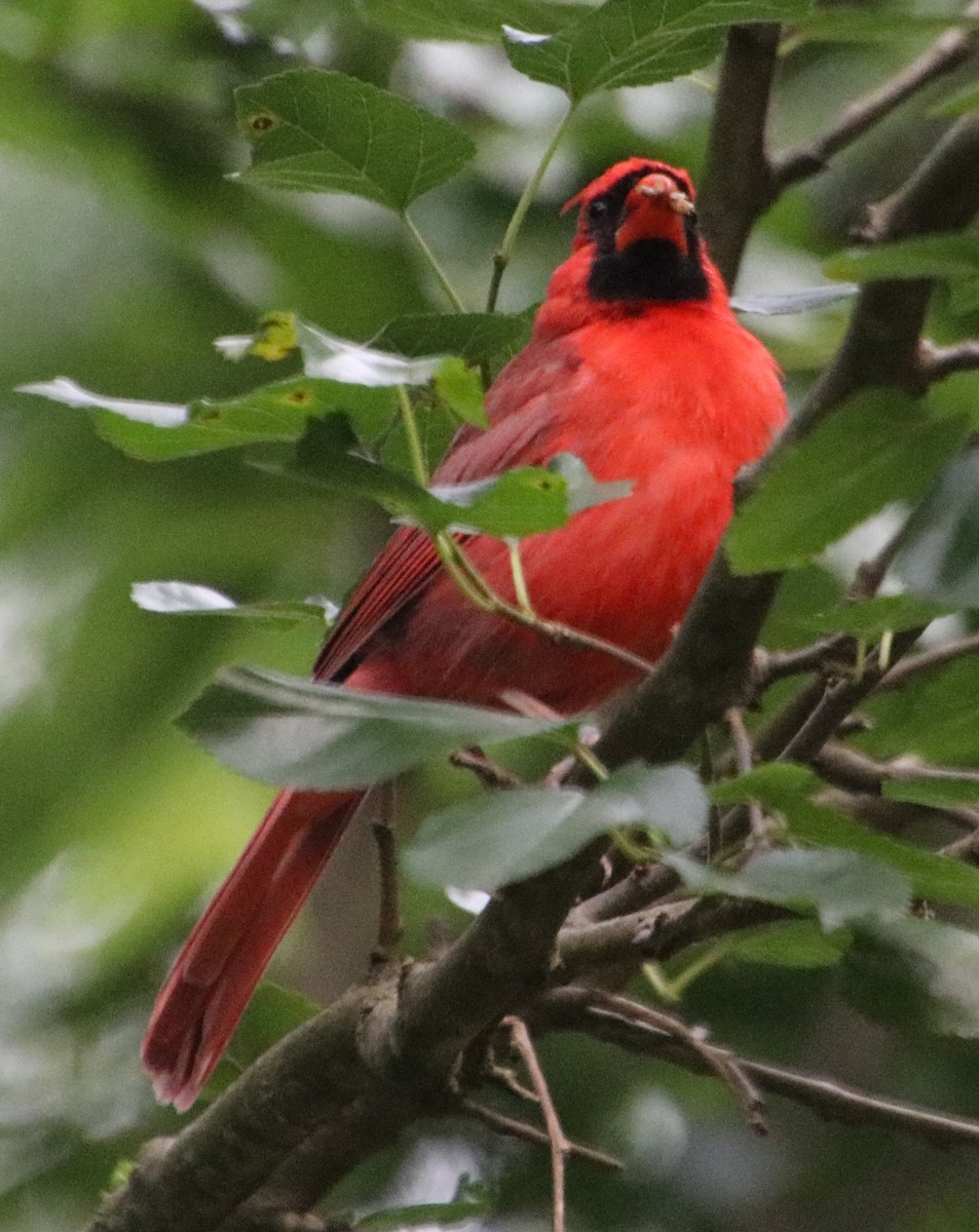 Northern Cardinal - Betty Thomas