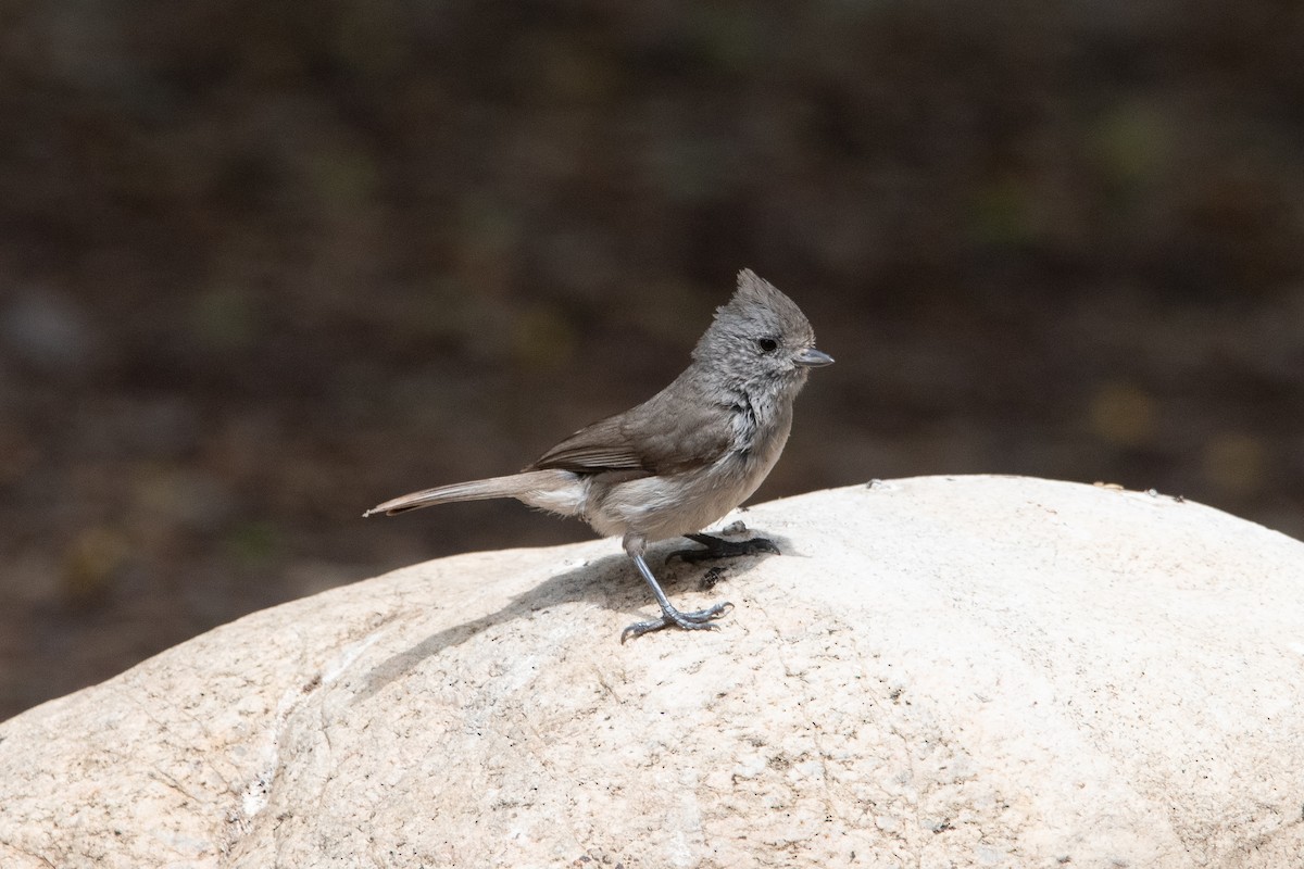 Oak Titmouse - Ian Becker