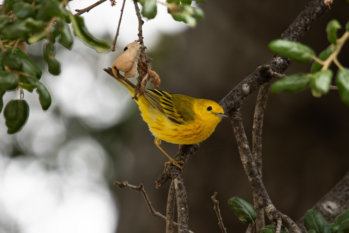 Yellow Warbler - Ian Becker