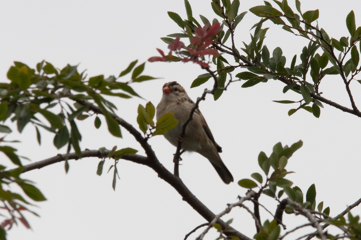 Pin-tailed Whydah - Ian Becker