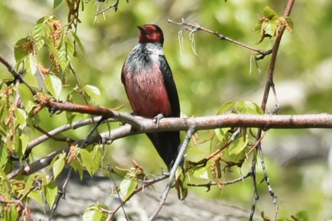 Lewis's Woodpecker - Bruce Werry