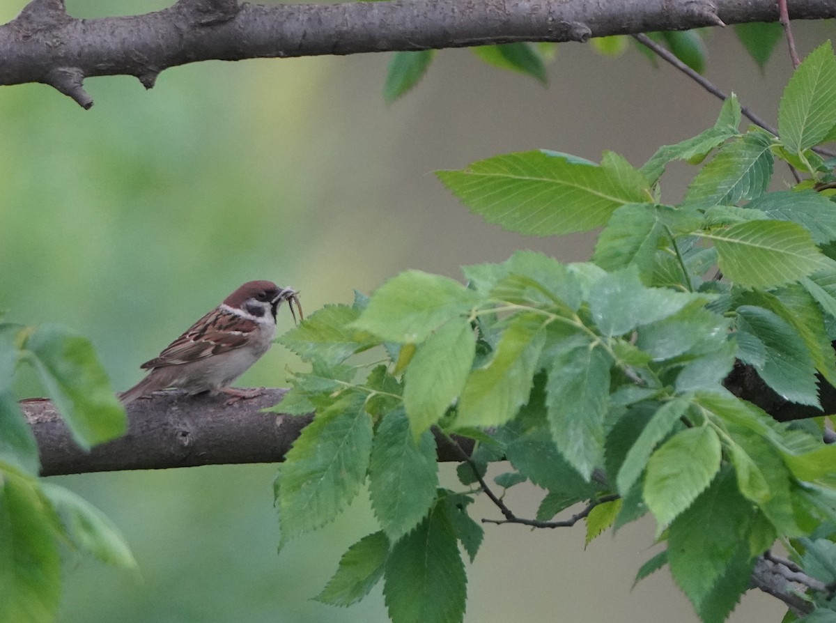 Eurasian Tree Sparrow - ML619549144