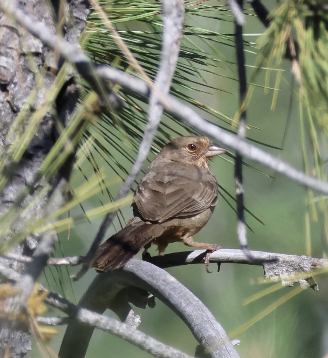 California Towhee - Tobias Felbeck