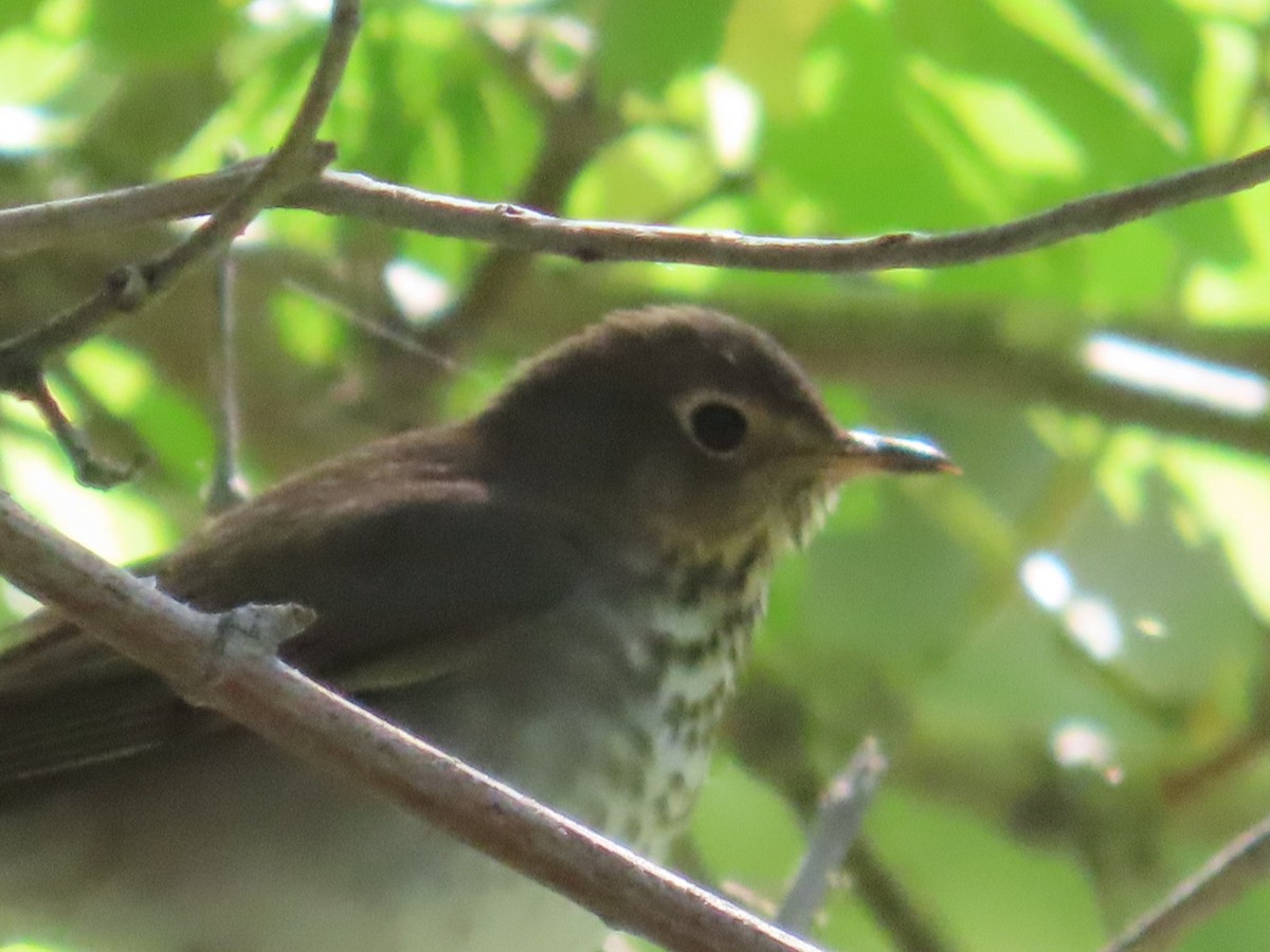 Swainson's Thrush - ML619549149