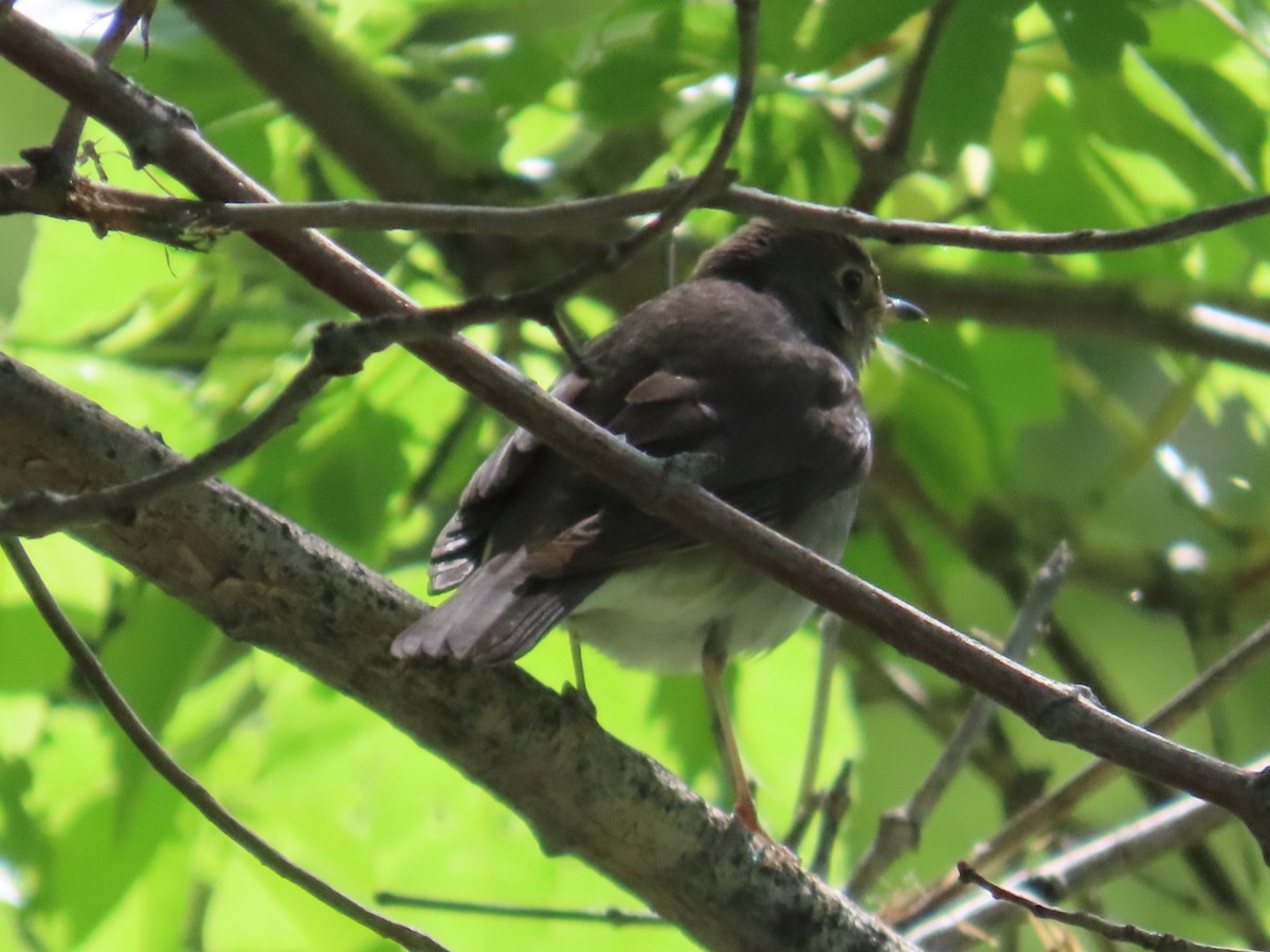 Swainson's Thrush - ML619549151