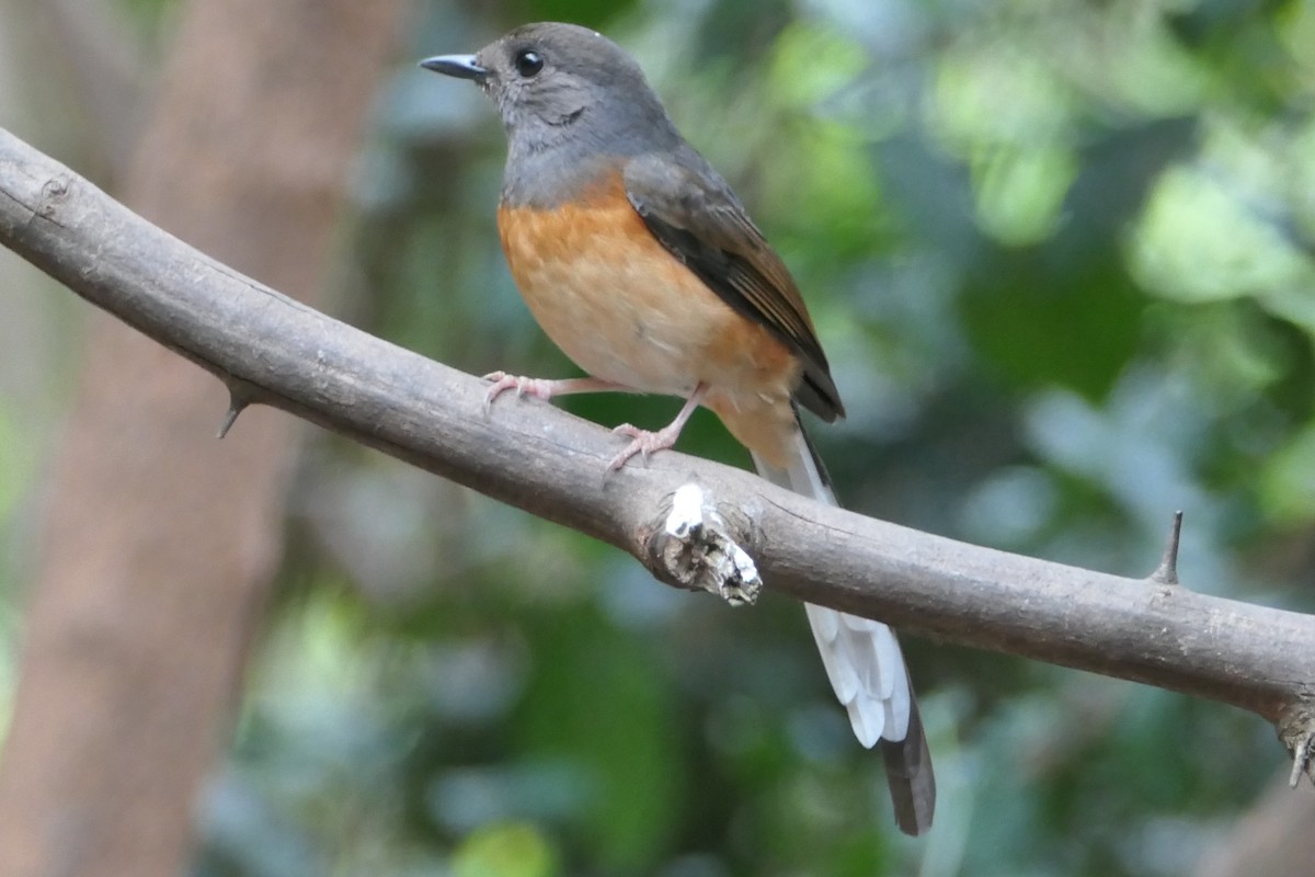 White-rumped Shama - Nancy Houlihan