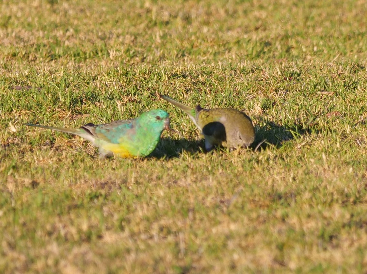 Red-rumped Parrot - Ian Gibson