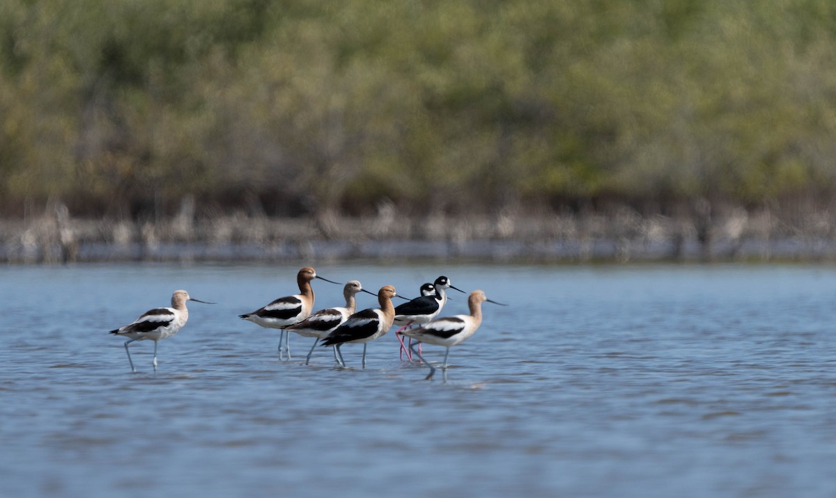 American Avocet - Felix Figueroa