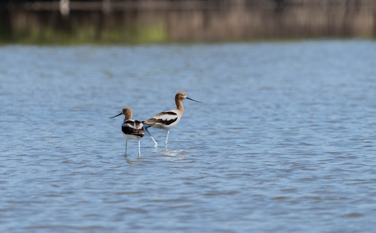 American Avocet - Felix Figueroa