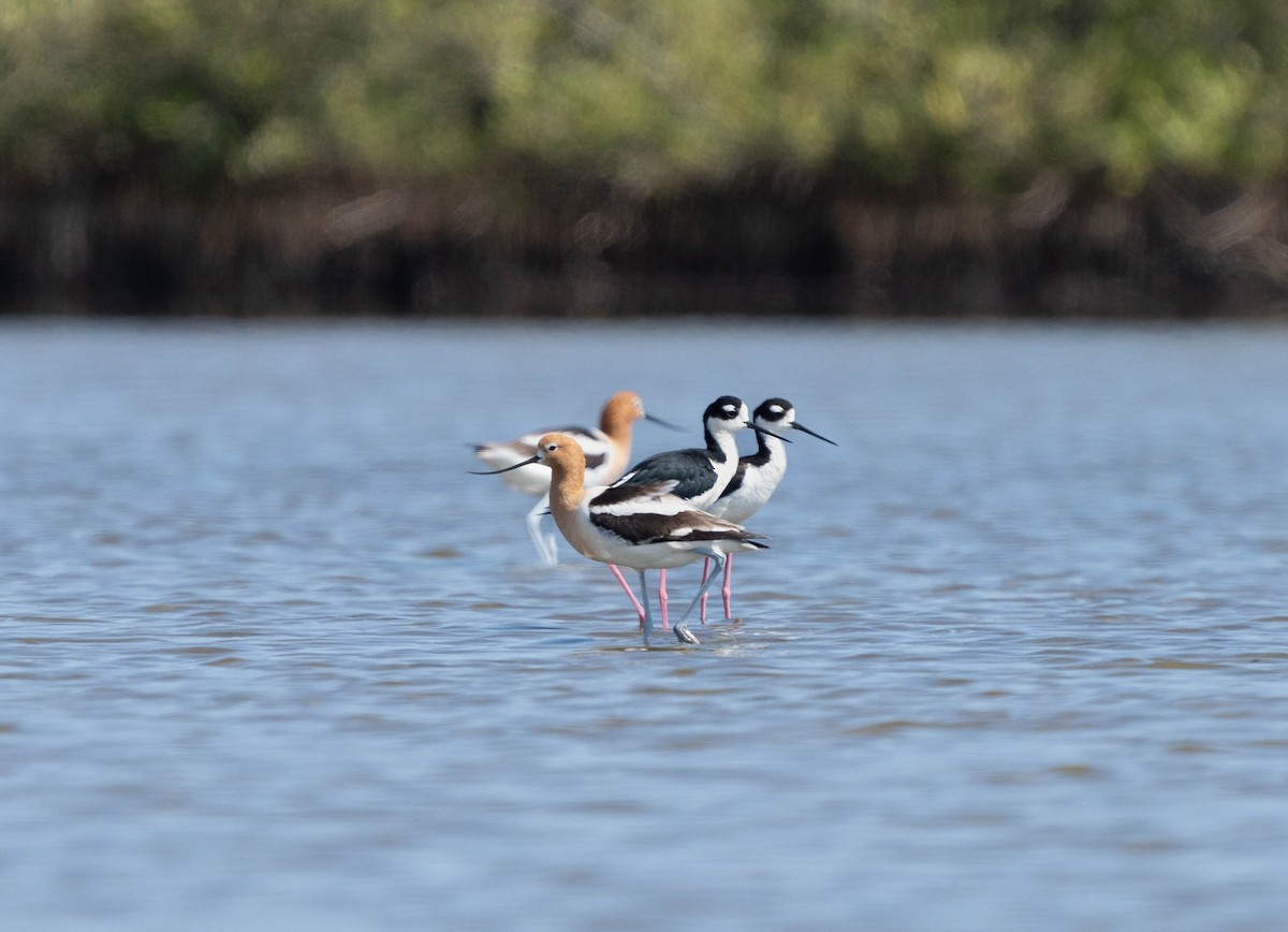 American Avocet - Felix Figueroa