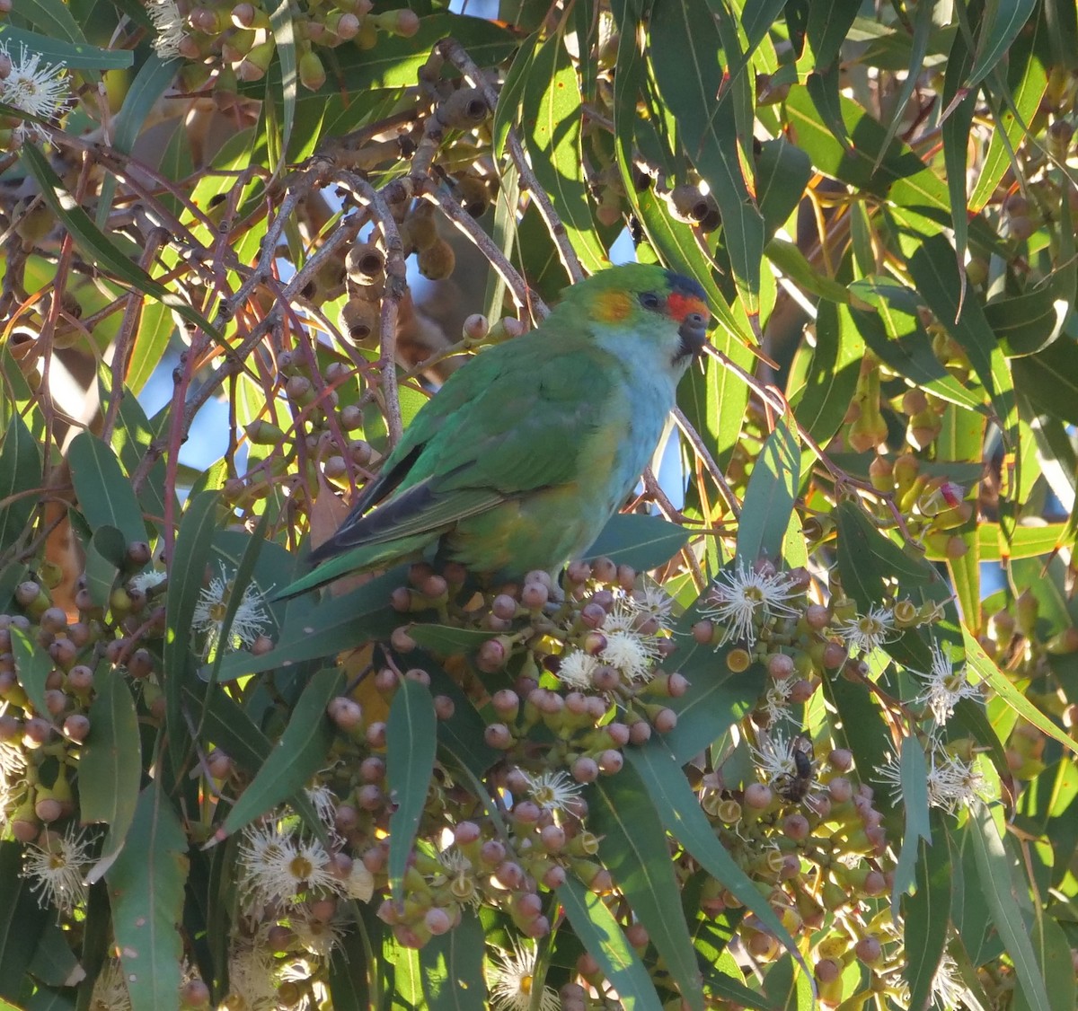 Purple-crowned Lorikeet - Ian Gibson