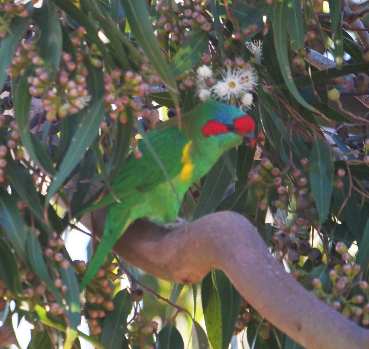 Musk Lorikeet - Ian Gibson