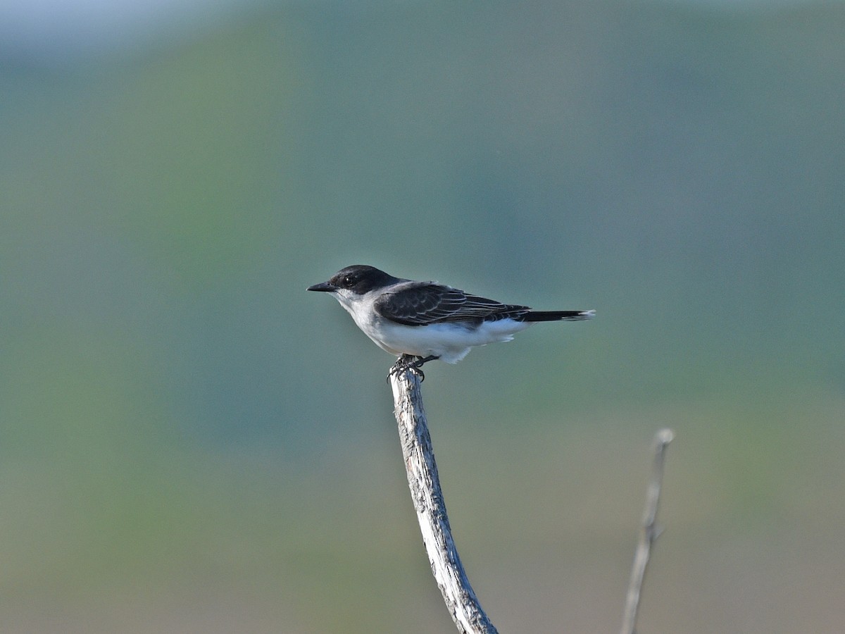 Eastern Kingbird - Timothy Barry