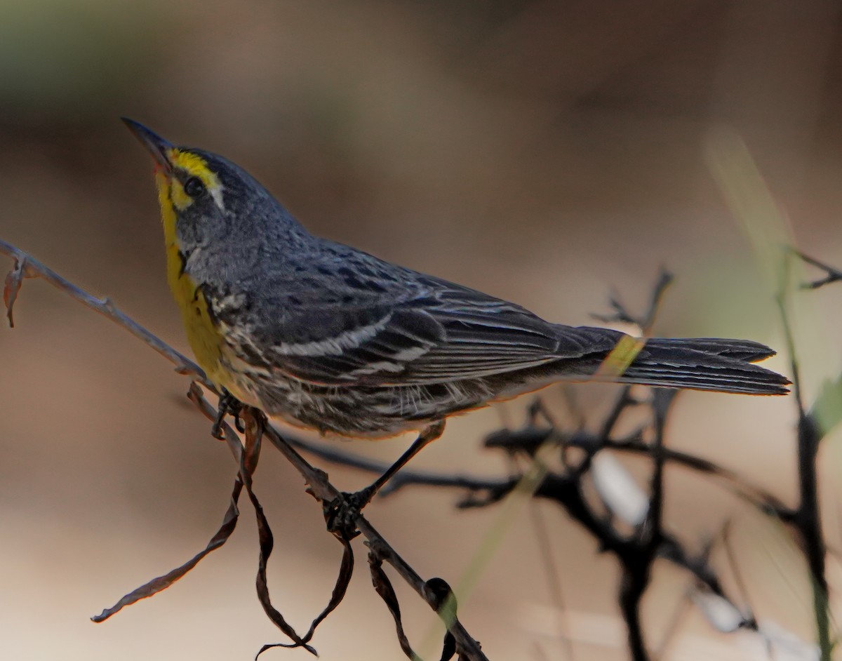 Grace's Warbler - Bobby Senter