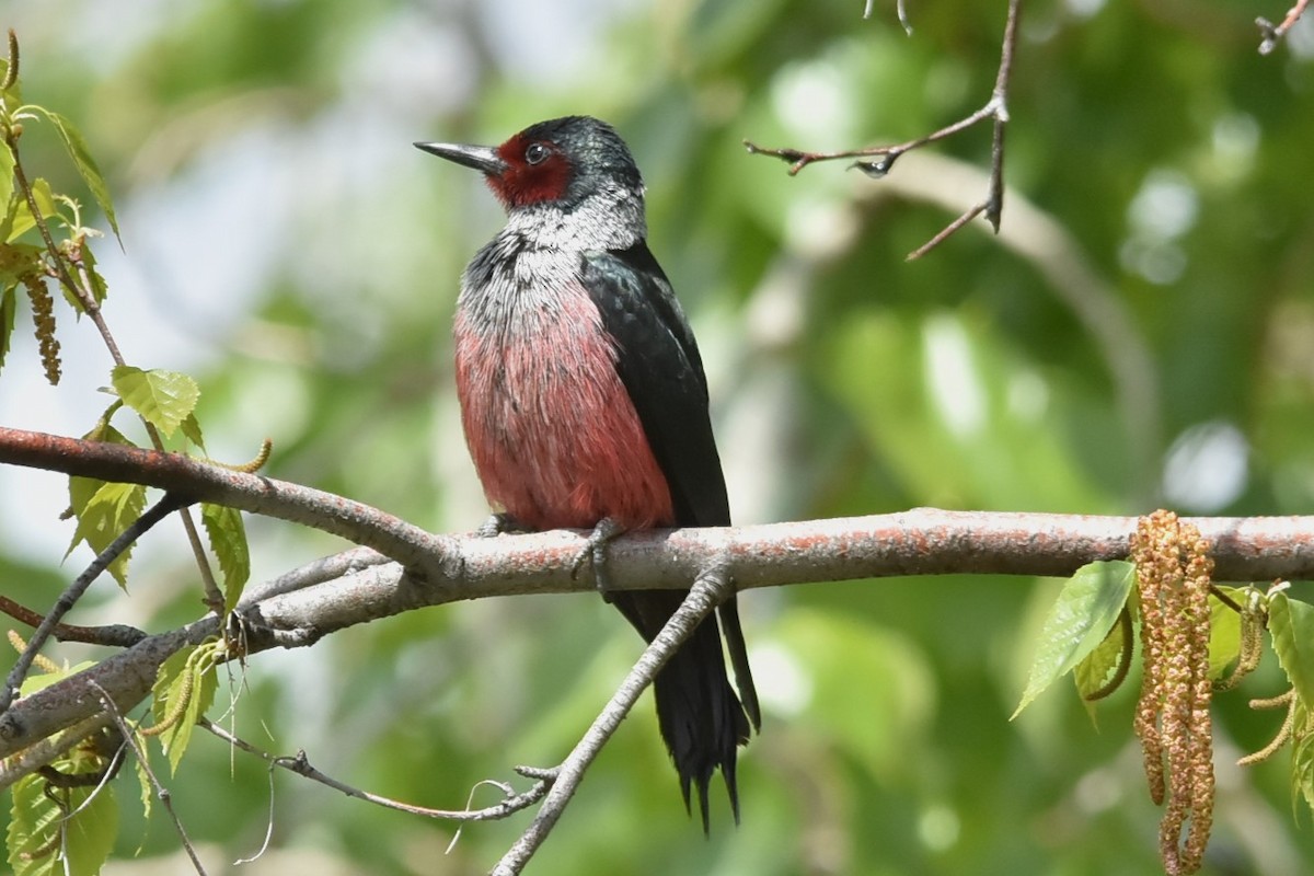 Lewis's Woodpecker - Bruce Werry