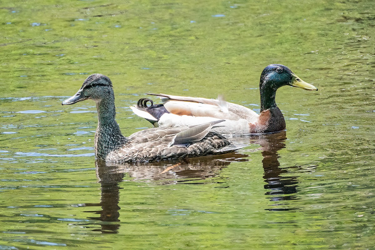 Mallard - Shori Velles