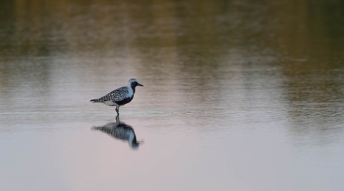 Black-bellied Plover - Felix Figueroa