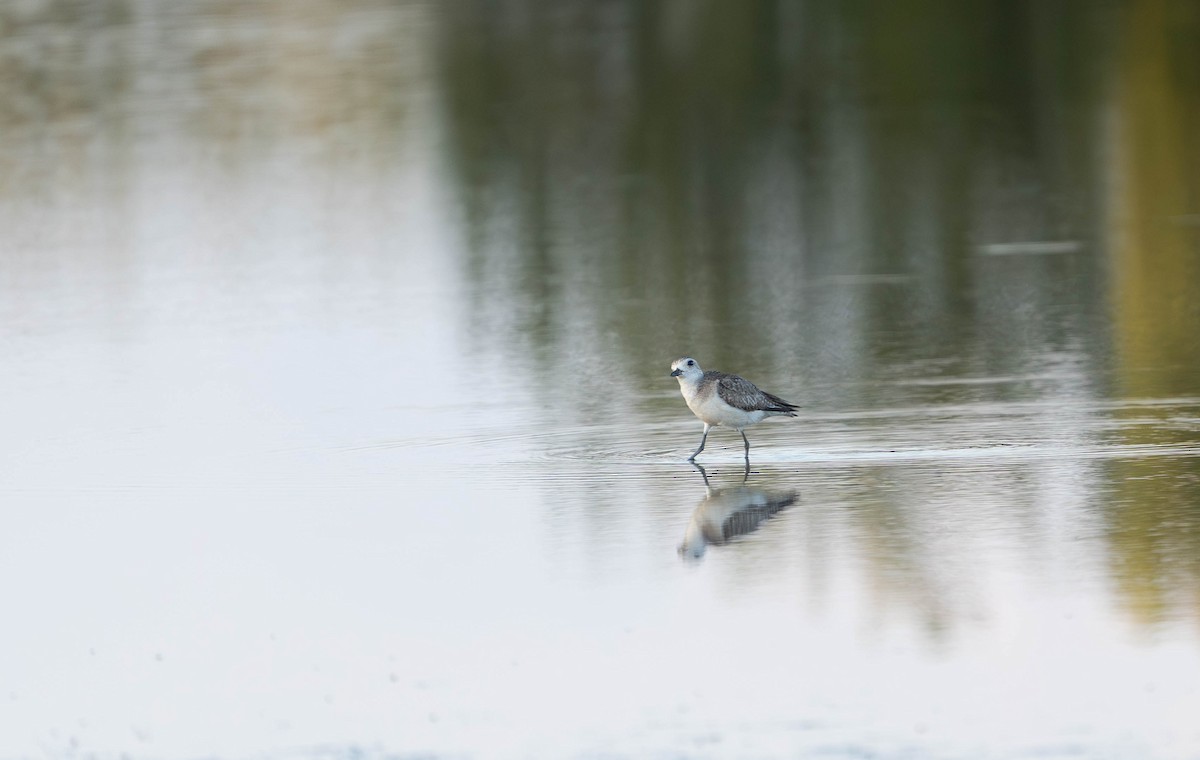 Black-bellied Plover - Felix Figueroa