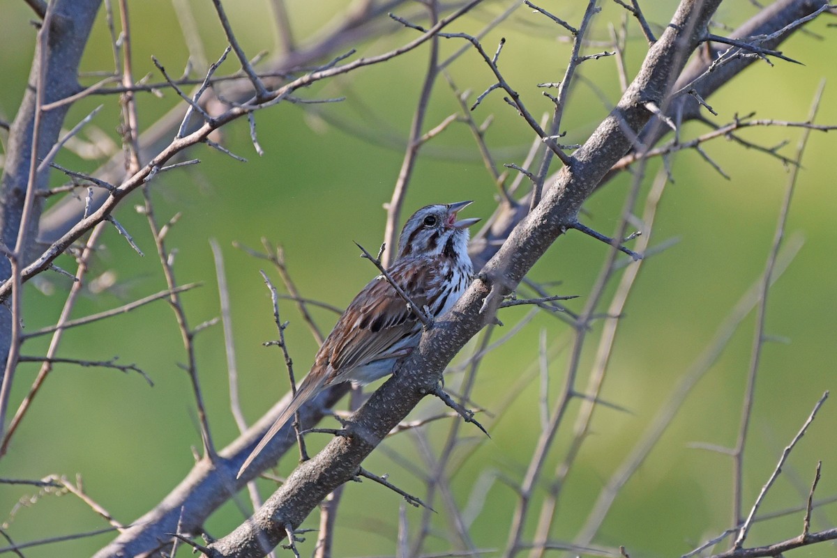 Song Sparrow - Timothy Barry