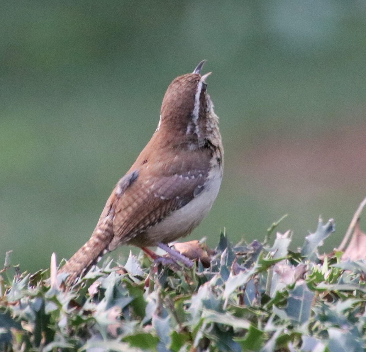 Carolina Wren - Betty Thomas