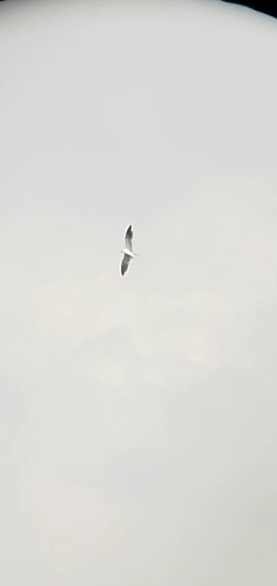 White-tailed Kite - Johann Hernández