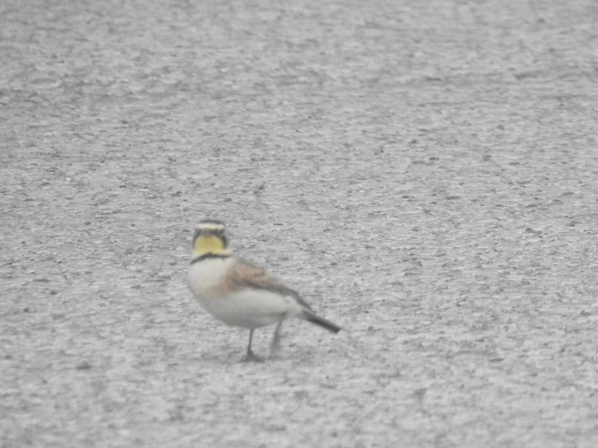 Horned Lark - Beverley Scott